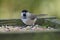 Blackcap at feeder