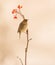 Blackcap on Rowan branch