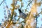 Blackcap (Sylvia atricapilla) feeding off blossom nectar, taken in England