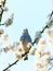 Blackcap (Sylvia atricapilla) male surrounded by blossoms in early morning spring light, taken in England