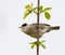 Blackcap, Sylvia atricapilla. Morning in the forest, a male bird sits on a tree branch and sings. It differs from the female in a