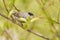 Blackcap, Sylvia atricapilla. Morning in the forest, a male bird sits on a tree branch and sings. It differs from the female in a