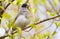 Blackcap, Sylvia atricapilla. Morning in the forest, a male bird sits on a tree branch and sings. It differs from the female in a