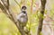 Blackcap, Sylvia atricapilla. Morning in the forest, a male bird sits on a tree branch and sings. It differs from the female in a