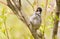 Blackcap, Sylvia atricapilla. Morning in the forest, a male bird sits on a tree branch and sings. It differs from the female in a