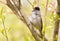 Blackcap, Sylvia atricapilla. Morning in the forest, a male bird sits on a tree branch and sings. It differs from the female in a