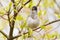 Blackcap, Sylvia atricapilla. Morning in the forest, a male bird sits on a tree branch and sings. It differs from the female in a