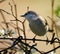 Blackcap warbler perched