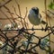 Blackcap warbler perched