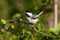 Blackcapped Chickadee