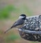 Blackcapped Chickadee on Feeder