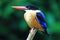 Blackcapped kingfisher