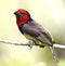 Blackcollared Barbet - Okavango Delta in Botswana