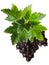 Blackcurrant bunch (Ribes Nigrum), clipping path