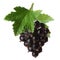 Blackcurrant bunch (Ribes Nigrum), clipping path