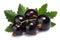 Blackcurrant bunch (Ribes Nigrum), clipping path