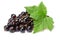 Blackcurrant bunch (Ribes Nigrum), clipping path