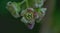 Blackcurrant flower