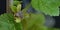 blackcurrant flower bud