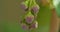 Blackcurrant flower bud