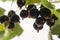 Blackcurrant fruit full of vitamins