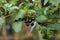 Blackcurrant fruits on a bush branch