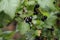 Blackcurrant fruits on a bush branch