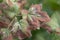 blackcurrant leaf damage as symptoms of fusarium wilt