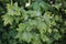 Blackcurrant plant disease. Blackcurrant leaves infected by fungal disease anthracnose, blight, mildew