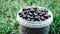 Blackcurrant in a plastic bucket on a background of green grass