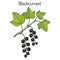 Blackcurrant Ribes nigrum