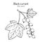 Blackcurrant Ribes nigrum . Hand drawn botanical vector illustration