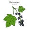 Blackcurrant Ribes nigrum . Hand drawn botanical vector illustration