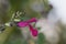 Blackcurrant sage flower, Salvia microphylla