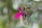 Blackcurrant sage flower, Salvia microphylla