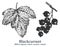 Blackcurrant. Vector hand drawn plant. Vintage medicinal plant sketch.