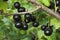 Blackcurrants on the bush