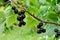 Blackcurrants on the bush branch after rain