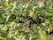 Blackcurrants Ribes nigrum on the branches of a tree ready to be picked