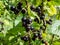 Blackcurrants (ribes nigrum) maturing on the branch between green leaves in the sunlight in home garden. Taste of