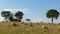 Blackdown Hills east Devon England UK countryside view with sheep