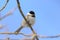 Blacked-capped chickadee on a branch