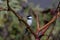 Blacked-capped chickadee on a branch on a sunny autumn day.