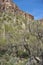 Blackened bare tree branches fill the foreground with rocky cactus-strewn mountainside behind