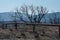 Blackened Landscapre After the Valley Fire