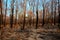 Blackened trees and bushland after bushfire