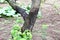 Blackened trunk of apple trees due to lesions of the disease