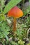 Blackening Wax-cap