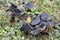 The Blackening Waxcap Hygrocybe conica is an inedible mushroom