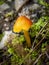 blackening waxcap, witch\\\'s hat, conical wax cap or conical slimy mushroom (caphygrocybe conica) on a forest